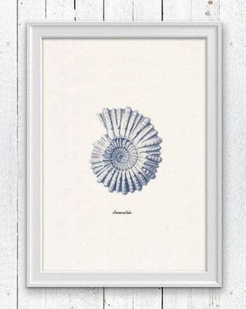 Coquille de mer Ammonitida en bleu Nautilus2 - A5 Blanc 5.8x8.2 (Sans cintre) 1