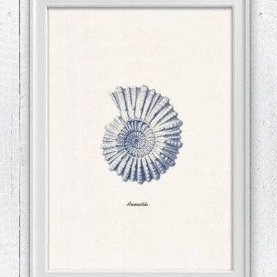 Ammonitida Sea shell in blue Nautilus2 - White 8x10 (No Hanger)