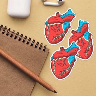 Anatomical Heart Laptop Stickers