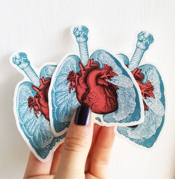 Autocollants anatomie poumons et coeur 2