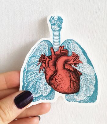 Autocollants anatomie poumons et coeur 4