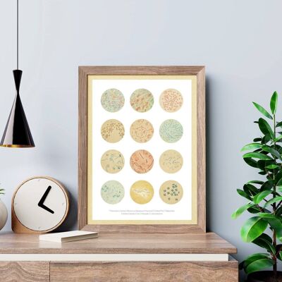 Bacteria Collection Earth Tones - A4 White 8.2x11.6 (No Hanger)