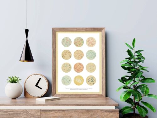 Bacteria Collection Earth Tones - White 8x10 (No Hanger)