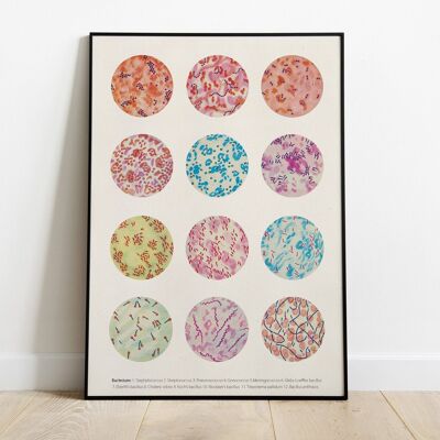 Bacteria Collection. - A3 White 11.7x16.5 (No Hanger)