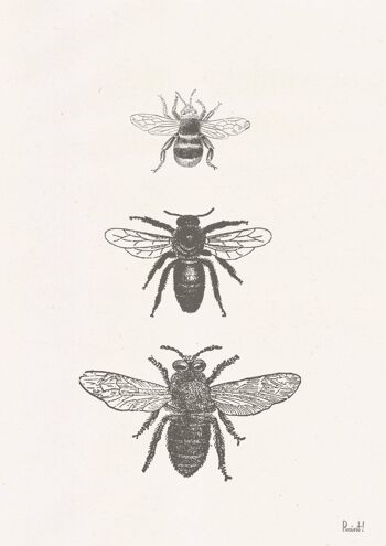 Affiche Types d'abeilles - A4 Blanc 8.2x11.6 2