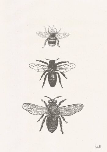 Types d'abeilles Print - A3 Blanc 11.7x16.5 (Sans Cintre) 2