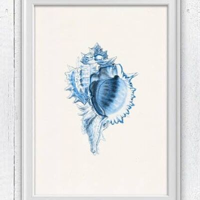 Big Sea shell couleur Bleu - A3 Blanc 11.7x16.5 (Sans Cintre)