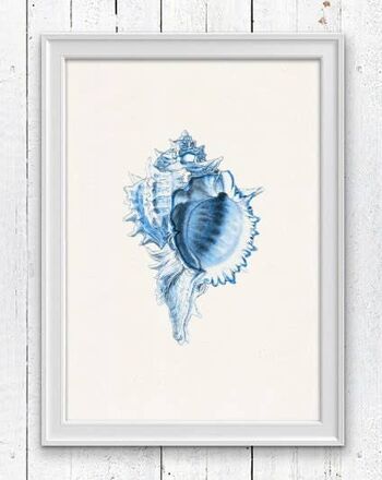 Big Sea shell couleur Bleu - A3 Blanc 11.7x16.5 (Sans Cintre) 1