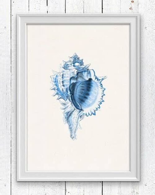 Big Sea shell Blue color - A4 White 8.2x11.6 (No Hanger)