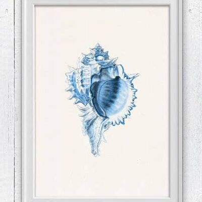 Big Sea shell couleur Bleu - Blanc 8x10 (Sans Cintre)