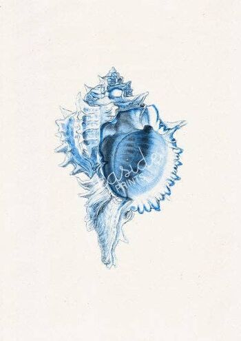 Big Sea shell couleur Bleu - Blanc 8x10 (Sans Cintre) 2