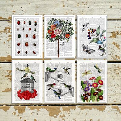 Birds and flowers Postcards