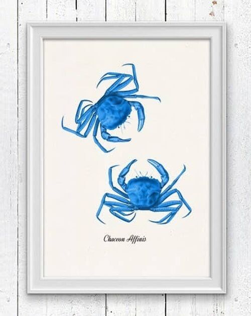 Blue Crabs  sea life print - A3 White 11.7x16.5 (No Hanger)
