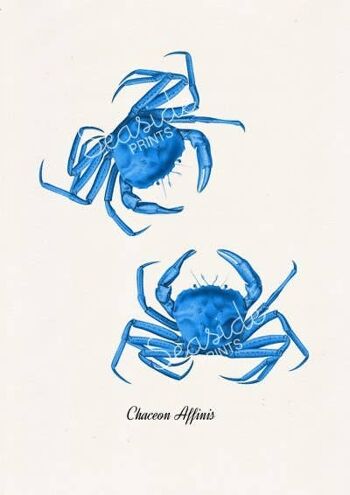 Impression de la vie marine des crabes bleus - A5 Blanc 5.8x8.2 2