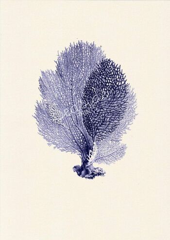 Blue Fan coral Antique sealife Illustration - A4 Blanc 8.2x11.6 2