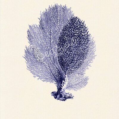 Corallo a ventaglio blu Antica illustrazione di fauna marina - Bianco 8x10 (senza gancio)