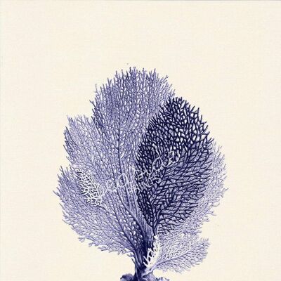 Blue Fan coral Antique sealife Illustration - White 8x10 (No Hanger)