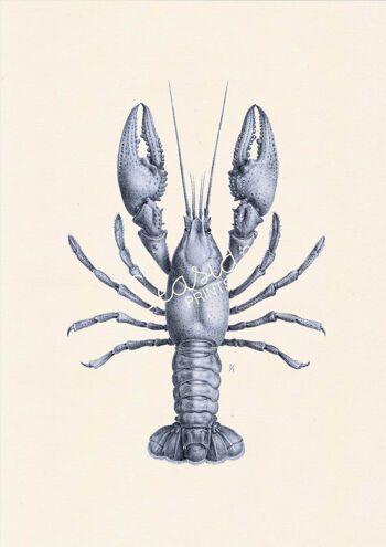 Imprimé vie marine homard bleu - Blanc 8x10 2