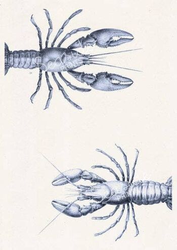 Imprimé bleu décor Couple de homards - A3 Blanc 11,7x16,5 (Sans cintre) 2
