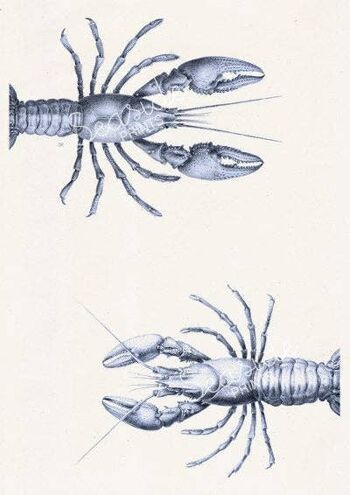 Blue Print décor Couple de homards - A5 Blanc 5.8x8.2 (Sans cintre) 2