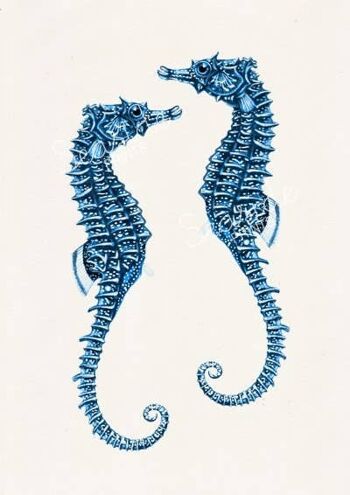 Couple d'hippocampes bleus - A3 Blanc 11,7x16,5 (Sans cintre) 2