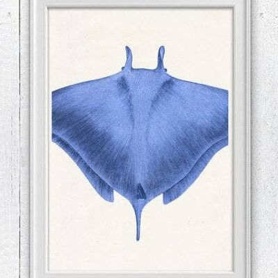 Blue stingray sea life print - A3 White 11.7x16.5