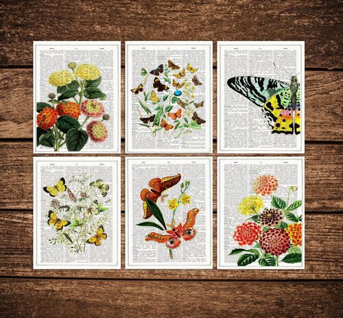 Butterflies and  flowers Postcards