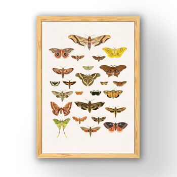 Butterfly Moth Nature Wall Art - Livre Page M 6.4x9.6 (Pas de Cintre) 4