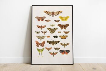 Art mural nature papillon papillon de nuit - A4 blanc 8,2 x 11,6 3