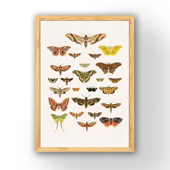 Art mural nature papillon papillon de nuit - blanc 8 x 10 4