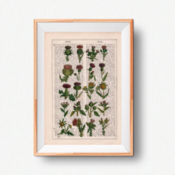 Cardoon collection Botanical Print - Book Page L 8.1x12 (No Hanger) 1