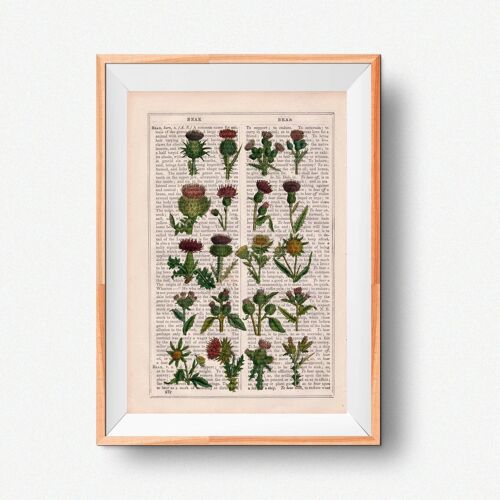 Cardoon collection Botanical Print - A4 White 8.2x11.6 (No Hanger)
