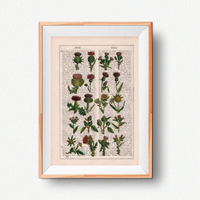 Collezione Cardoon Stampa botanica - A4 bianco 8,2x11,6 (senza gancio)