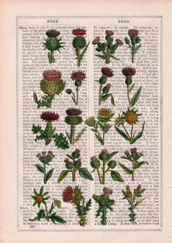 Cardoon collection Botanical Print - A4 White 8.2x11.6 (No Hanger) 2
