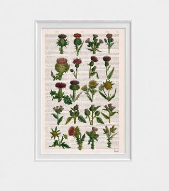 Cardoon collection Botanical Print - A4 White 8.2x11.6 (No Hanger) 4