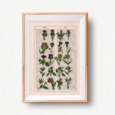 Cardoon-Sammlung Botanischer Druck - A4 Weiß 8,2 x 11,6