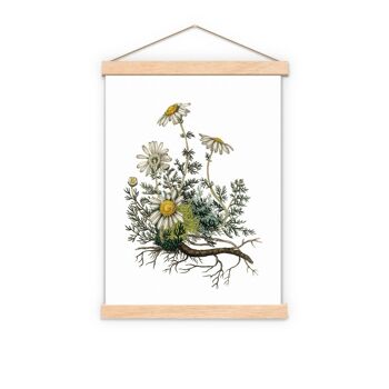 Impression d'illustration de plante de camomille - A4 Blanc 8.2x11.6 (No Hanger) 3