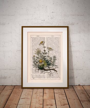 Impression d'illustration de plante de camomille - A4 Blanc 8.2x11.6 (No Hanger) 4