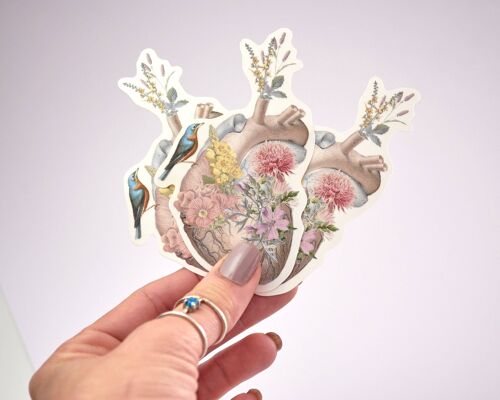 Clear Anatomical heart stickers