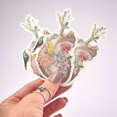 Clear Anatomical heart stickers