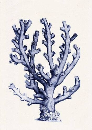 Corail en bleu imprimé vie marine n09 - Blanc 8x10 2
