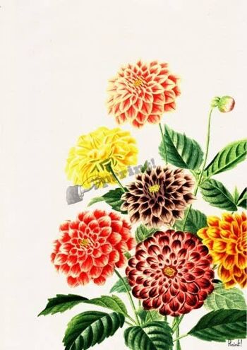 Dahlia Wall Art Print - Blanc 8x10 (Sans cintre) 3