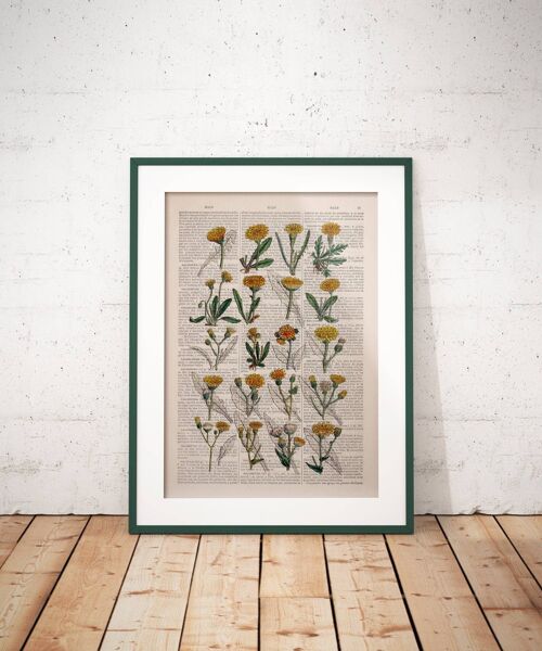 Dandelion Art Print - Book Page L 8.1x12 (No Hanger)