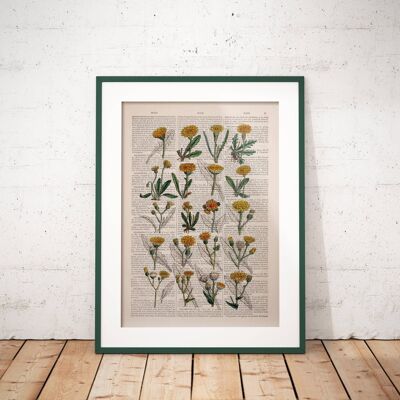 Dandelion Art Print - Book Page L 8.1x12 (No Hanger)