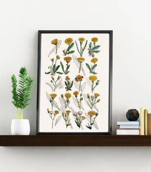 Dandelion Wild flower - A4 White 8.2x11.6 (No Hanger)