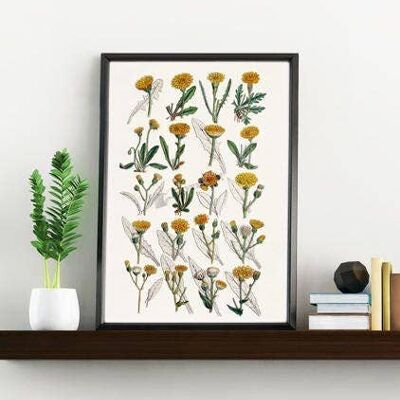 Dandelion Wild flower - A3 White 11.7x16.5 (No Hanger)