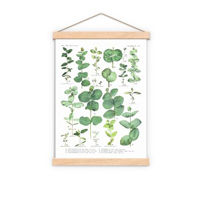 Stampa botanica verde eucalipto - A5 bianco 5,8 x 8,2 (senza gancio)
