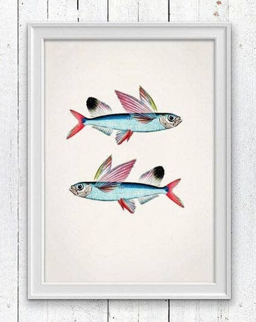 Flying Fish Sea fish print - A3 White 11.7x16.5 (No Hanger)