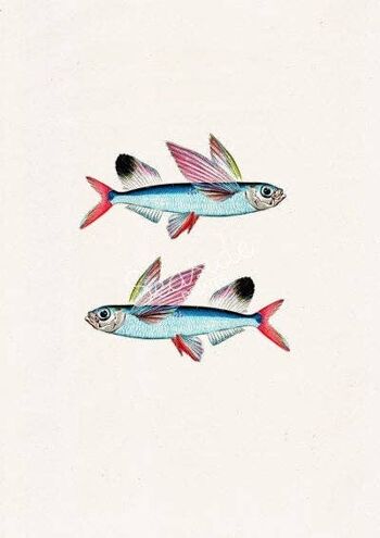 Impression de poissons de mer poisson volant - A5 blanc 5,8 x 8,2 (sans cintre) 2
