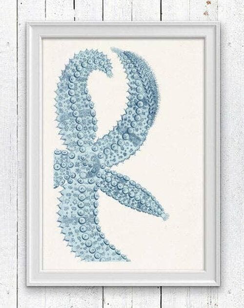 Giant Blue Starfish - White 8x10